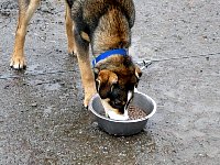 Dog feeding on hostel parking lot