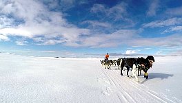 Dog sled with Constanze approaching
