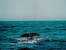 Sperm whale watching in Kaikoura
