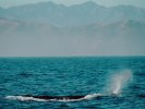 Sperm whale watching in Kaikoura