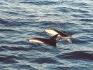 Dusky Dolphins, Kaikoura