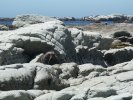 Fur seal, Kaikoura