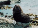Fur seal, Kaikoura