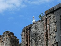 Seagull watching from battlement