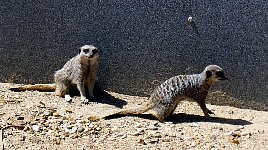 Meerkat