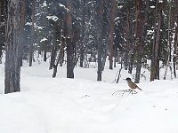 Siberian Jay