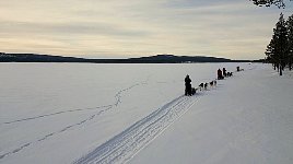 Dogsledding along a lake shore