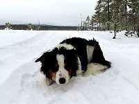 Annie watching the other dogs