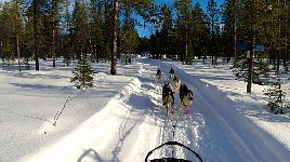 Sunny forest trail